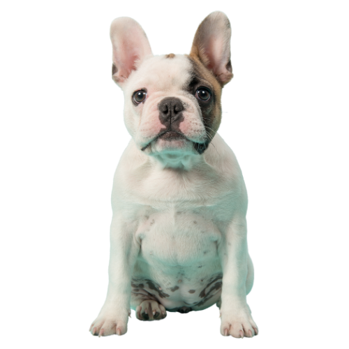 french-bulldog