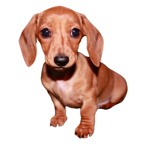 smooth-haired-dachshund