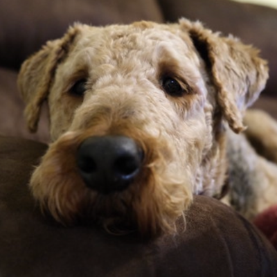 Airedale-Terrier1