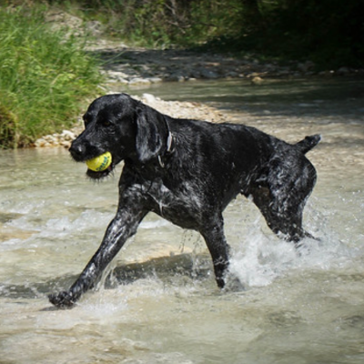 German-Wirehaired-Pointer1