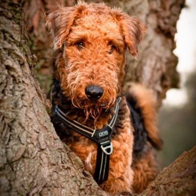 Airedale-Terrier10