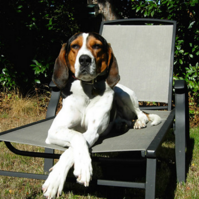 Treeing-Walker-Coonhound11