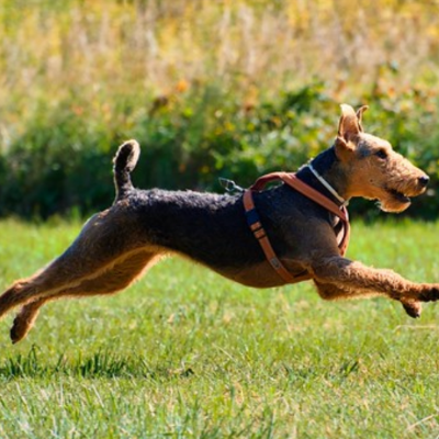 Airedale-Terrier11