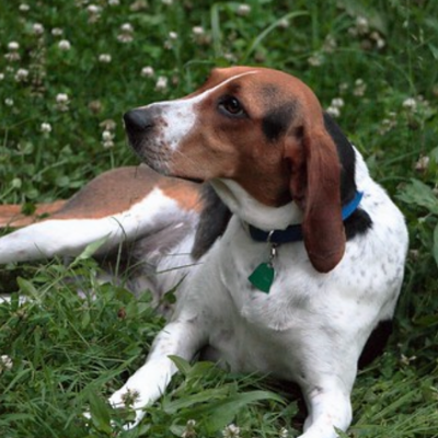 Treeing-Walker-Coonhound12