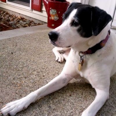 German-Shorthaired-Pointer12