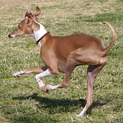 Italian-Greyhound13