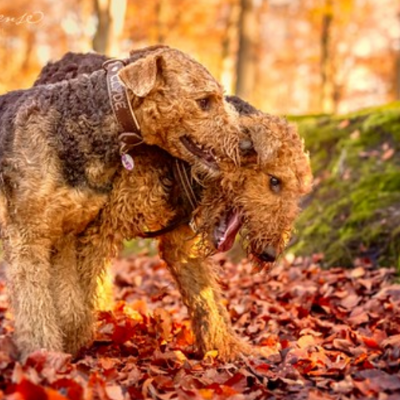 Airedale-Terrier13