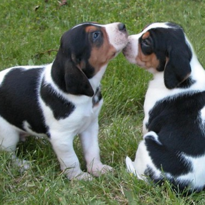 Treeing-Walker-Coonhound14