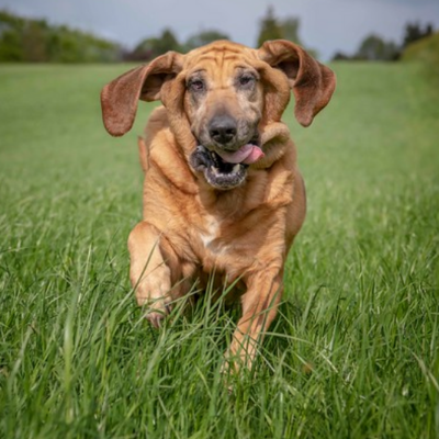 ブラッド ハウンド 犬のことなら