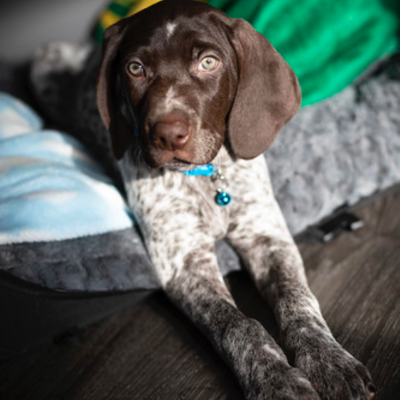 German-Shorthaired-Pointer16