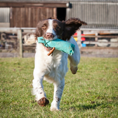 German-Wirehaired-Pointer17