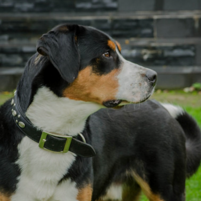 Greater-Swiss-Mountain-Dog17