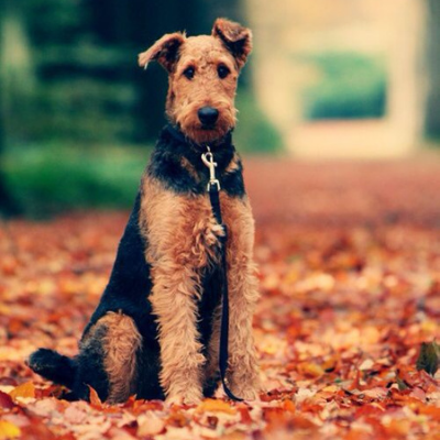Airedale-Terrier17
