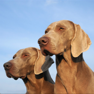 Weimaraner18