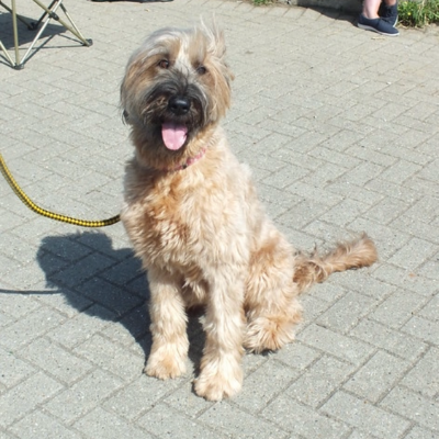 Briard18