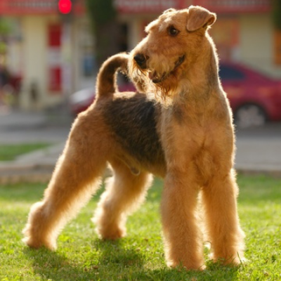 Airedale-Terrier18