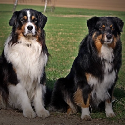 Australian-Shepherd2