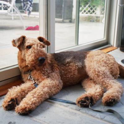 Airedale-Terrier3