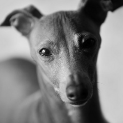 Italian-Greyhound3