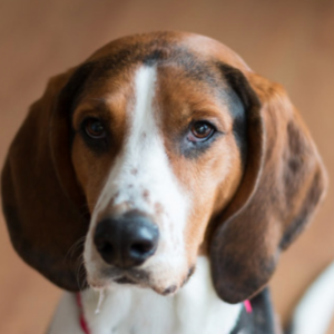 ツリーイング・ウォーカー・クーンハウンド 犬のことなら