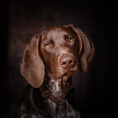 German-Shorthaired-Pointer3