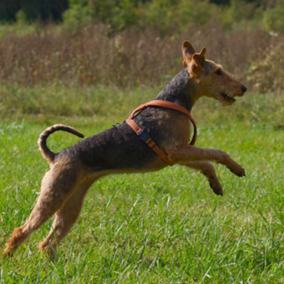 Airedale-Terrier4