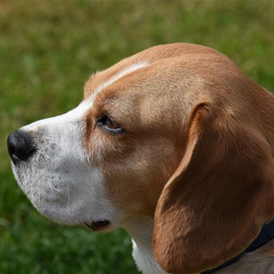 Beagle5