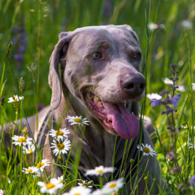 Weimaraner5