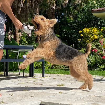 Airedale-Terrier6