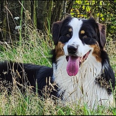 Australian-Shepherd6