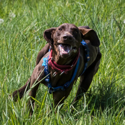 German-Shorthaired-Pointer6