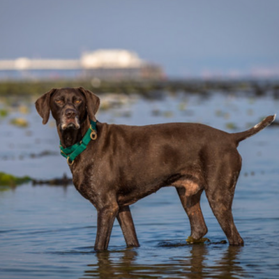 German-Shorthaired-Pointer7