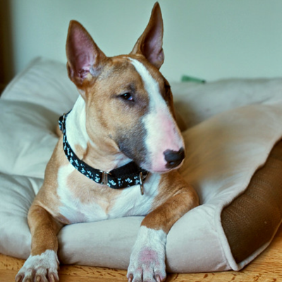 Bull-Terrier7