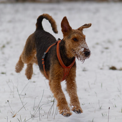 Airedale-Terrier7