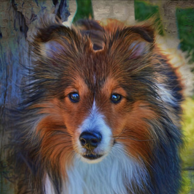 Shetland-Sheepdog8