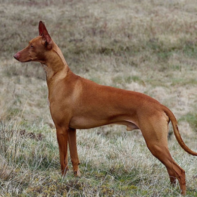 Ibizan-Hound8