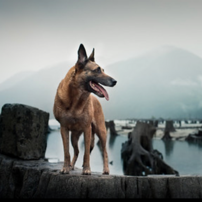 Belgian-Malinois8