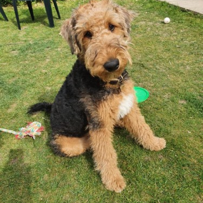Airedale-Terrier8
