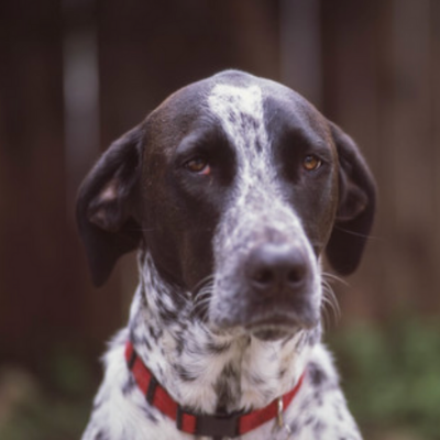 German-Shorthaired-Pointer9