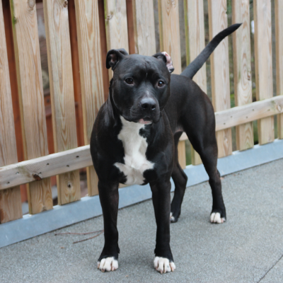 American-Staffordshire-Terrier10