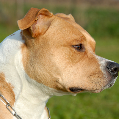American-Staffordshire-Terrier12