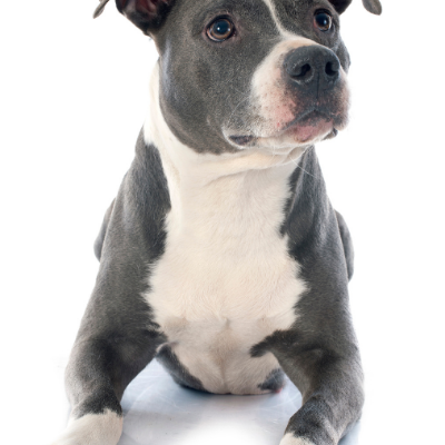 American-Staffordshire-Terrier13