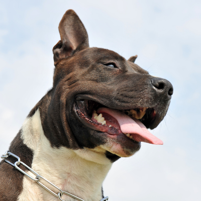 American-Staffordshire-Terrier14