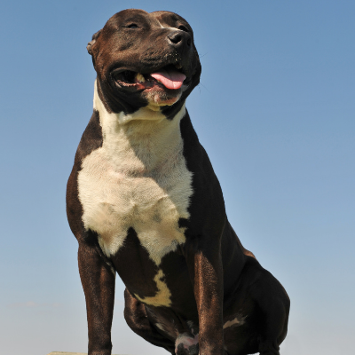 American-Staffordshire-Terrier15