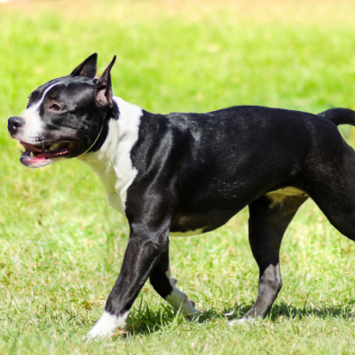 American-Staffordshire-Terrier17