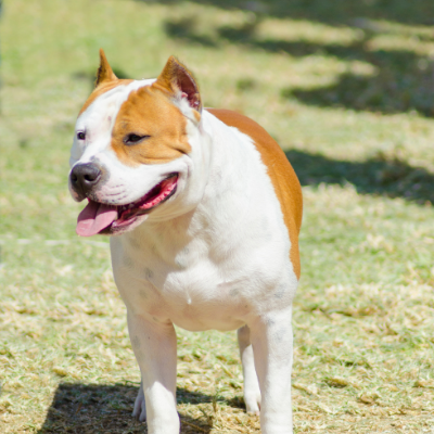 American-Staffordshire-Terrier18