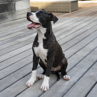 American-Staffordshire-Terrier3