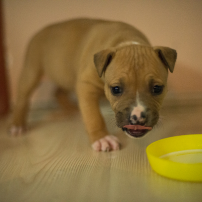 American-Staffordshire-Terrier6