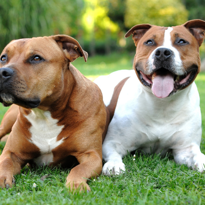American-Staffordshire-Terrier9