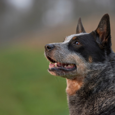 Australian-Cattle-dog15